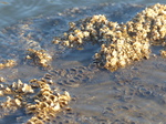 FZ009937 Rockpool Restbay beach, Porthcawl.jpg